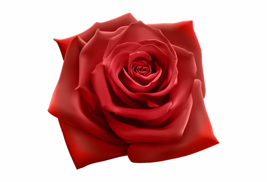 Red Rose Png Clipart Image Red Rose Png