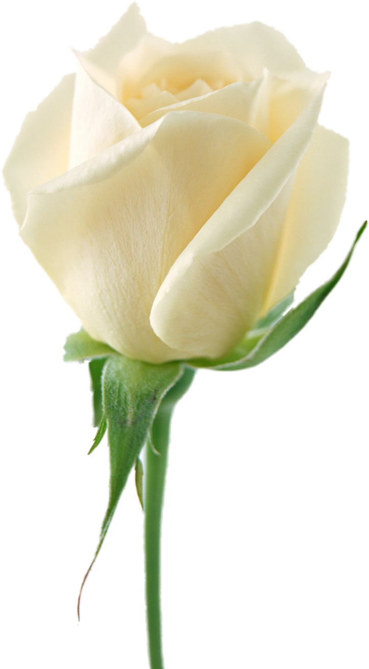 White Roses Png