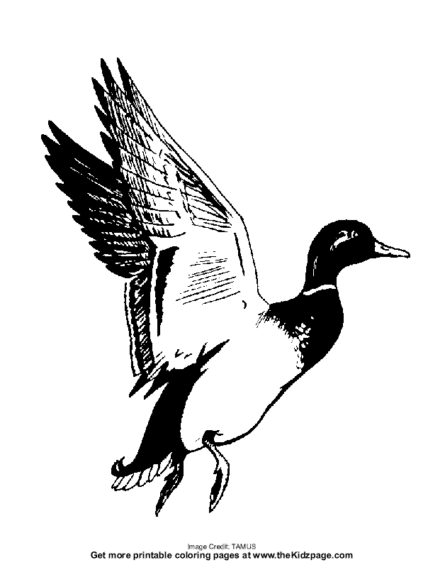White Duck Png