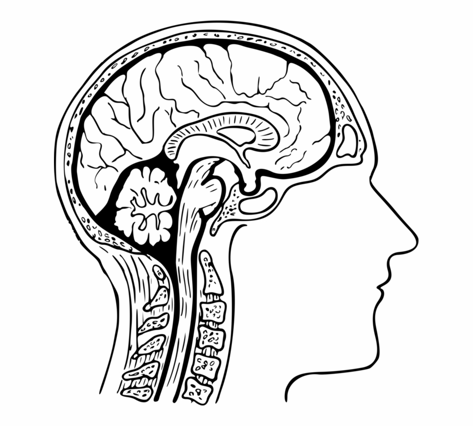 Human Brain Drawing Diagram Nervous System Readworks Memories