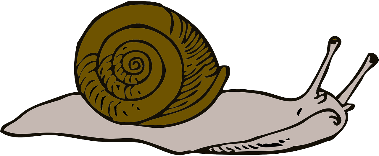 Move Snail Long Shell Swirl Png Image Sea