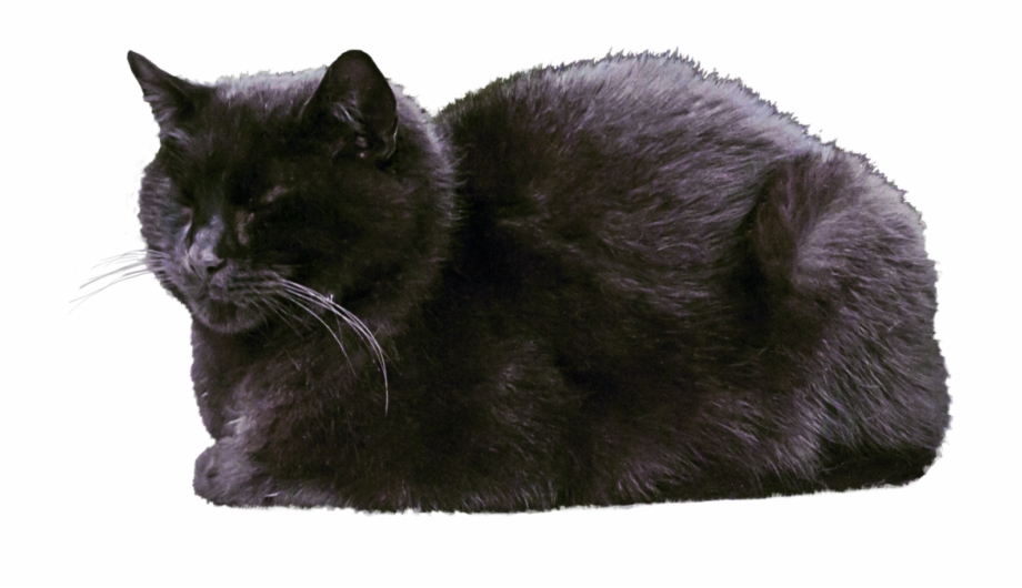 Cat Transparent Images Black Cat Sleeping Png