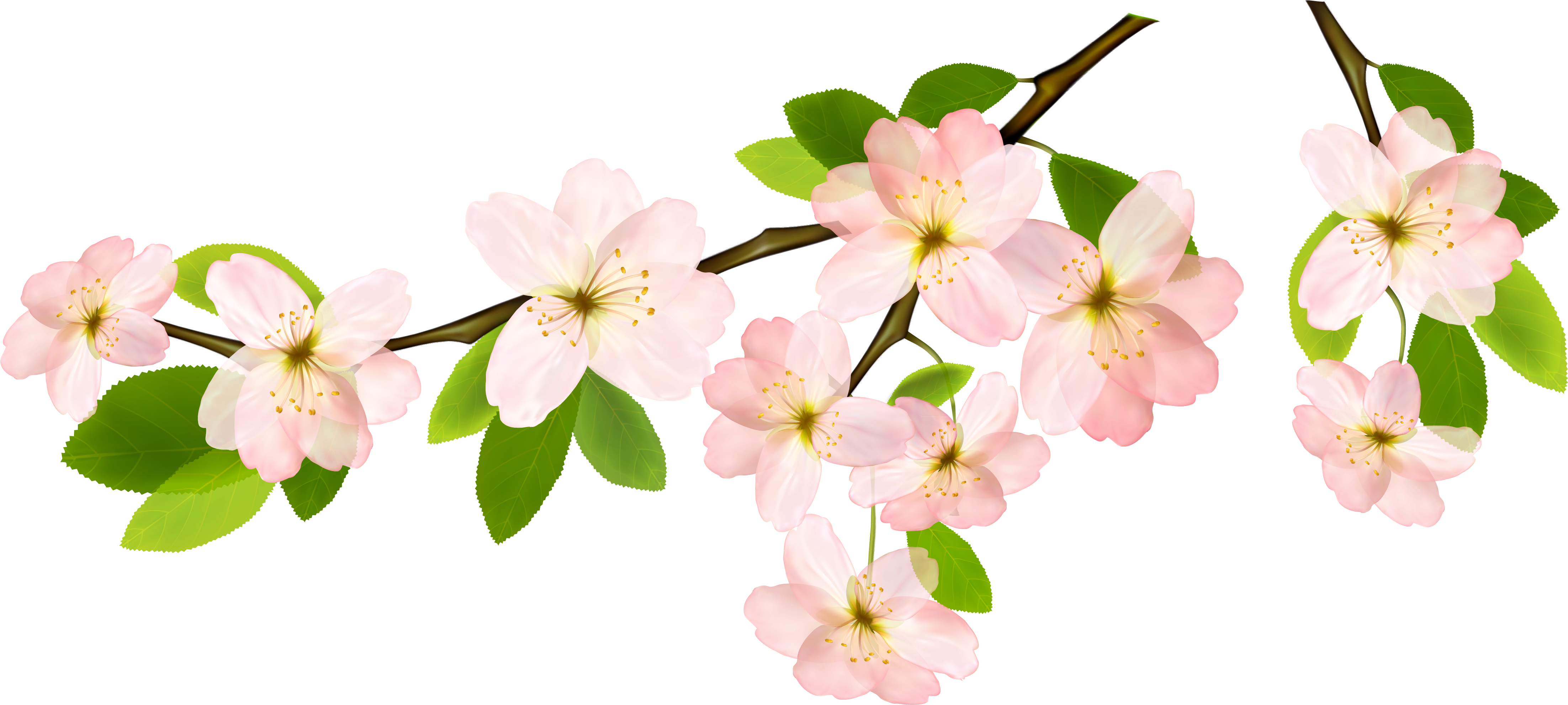 Free Spring Flowers Transparent Background, Download Free Spring