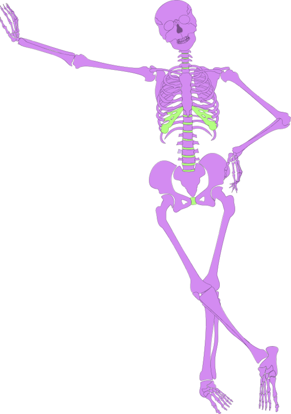 Human Skeleton Outline Skeleton Clipart No Background