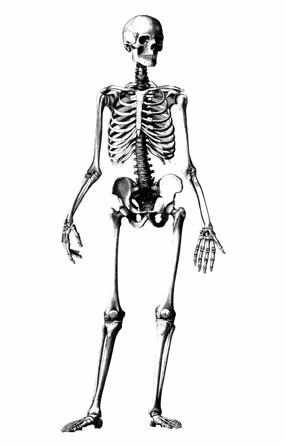 Academic Drawing Human Skeleton Medical Skeleton Illustration