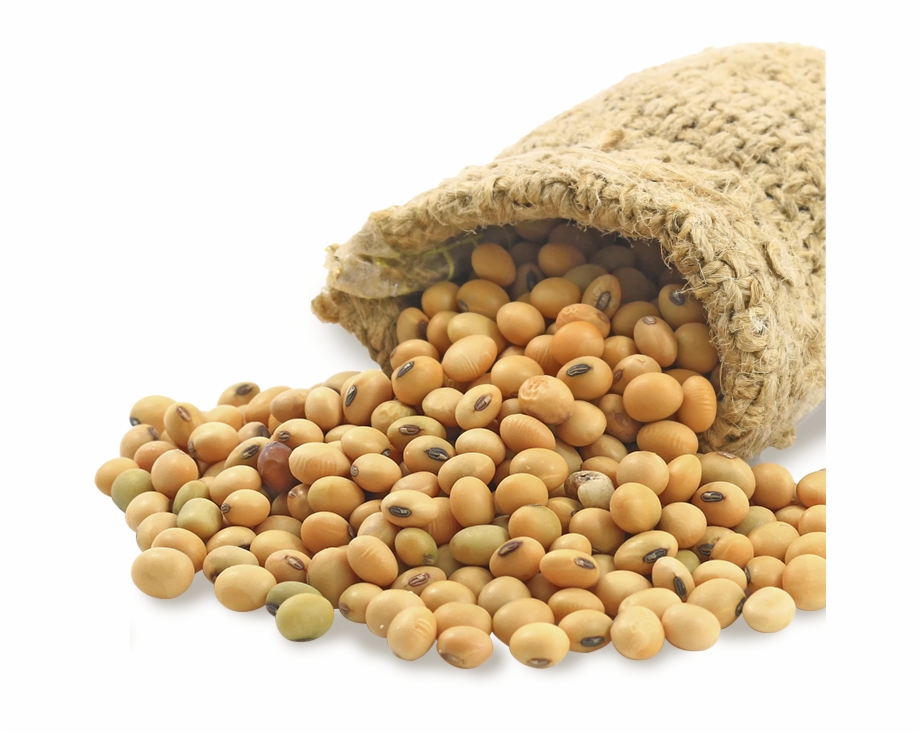 Soybean Soya Beans Transparent
