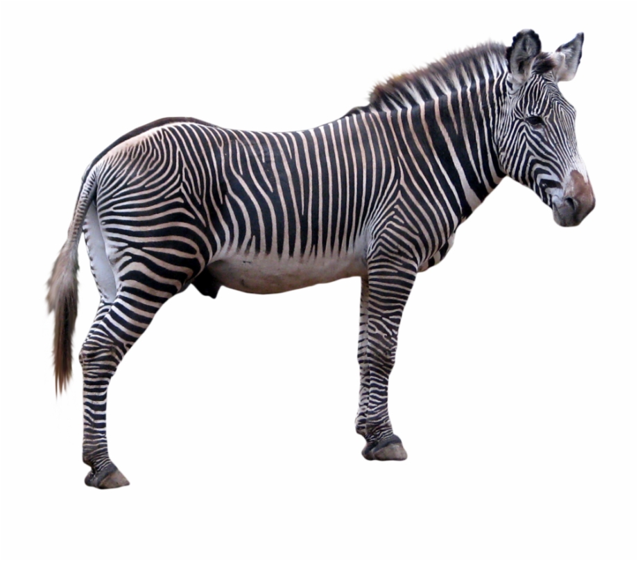Zebra Png Images Zebra Picture With No Background