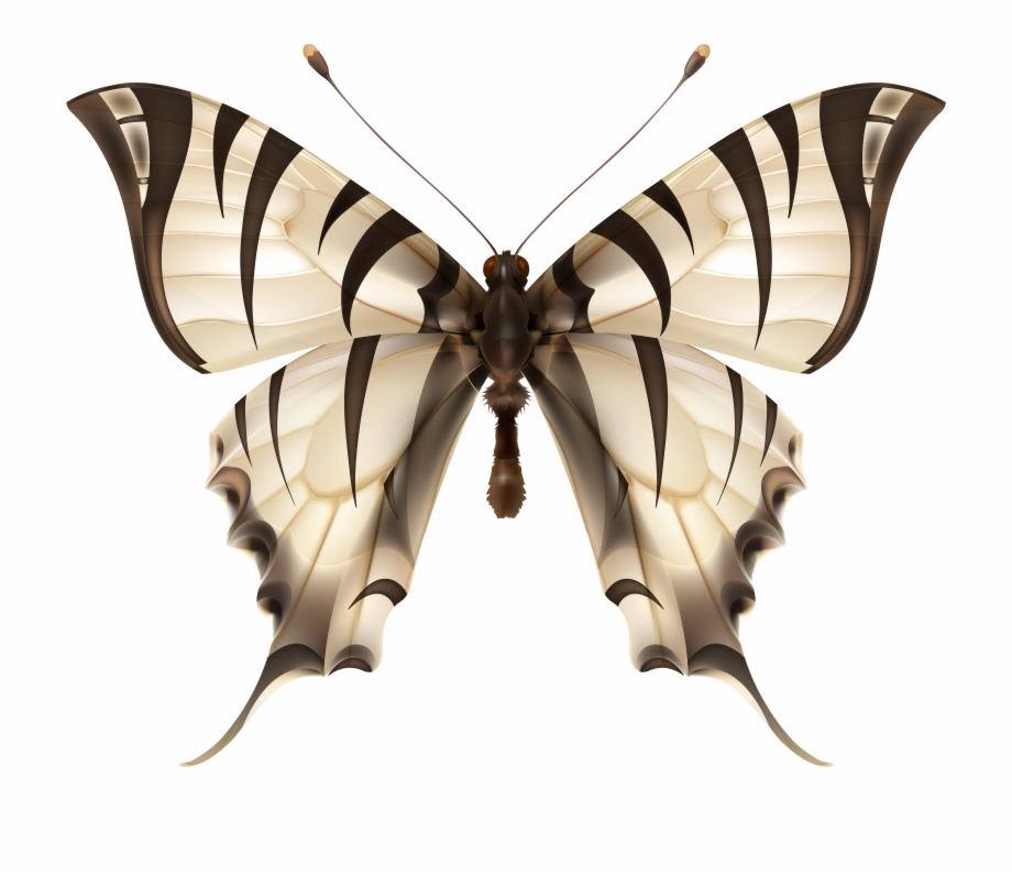 Butterflies Clipart Zebra Zebra Wing Butterfly Images Png