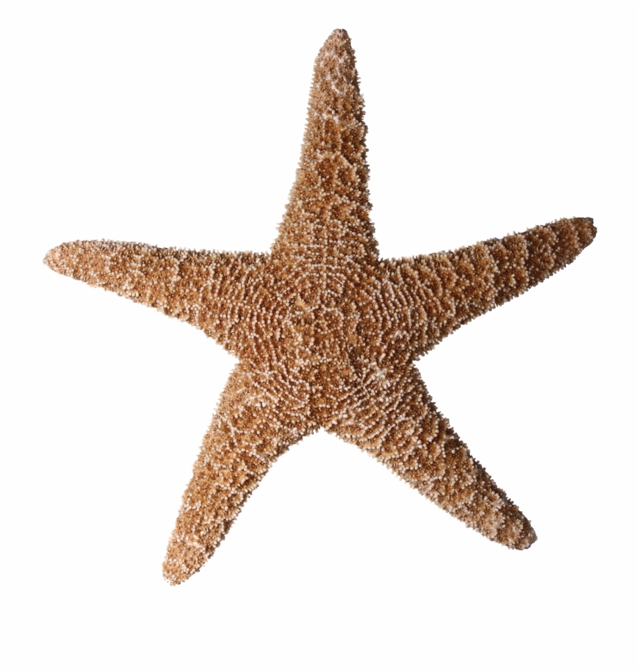 Starfish Png Transparent Starfishpng Images Pluspng Seestern Transparent