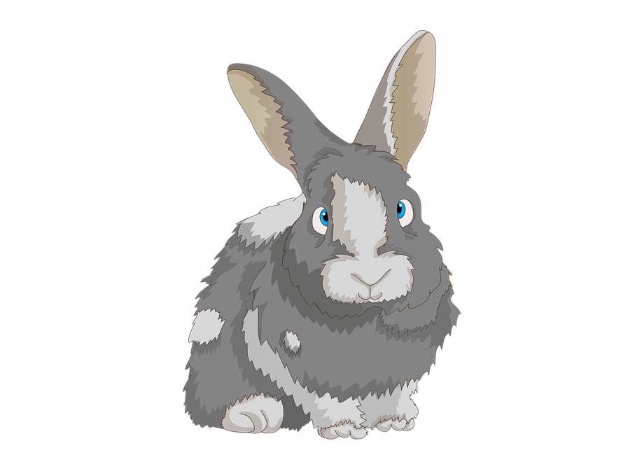 Rabbit Cute Dwarf Rabbit Long Eared Bunny Hare