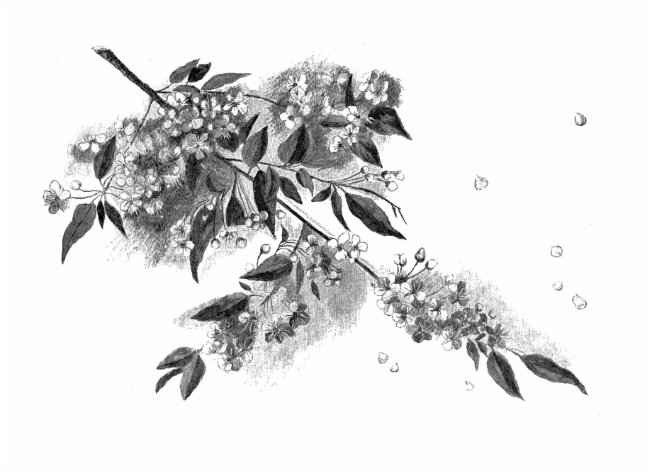 Digital Cherry Blossom Download Sketch