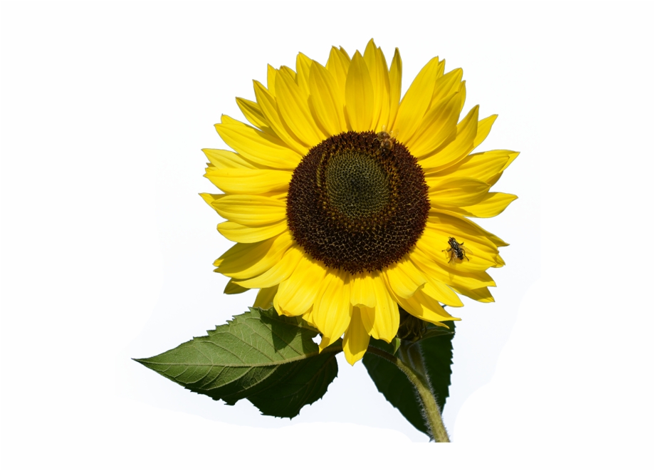 Sunflower Transparent Sunflower