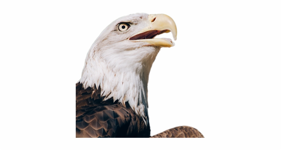 Bald Eagle Clipart Transparent Background Eagle Head Hd