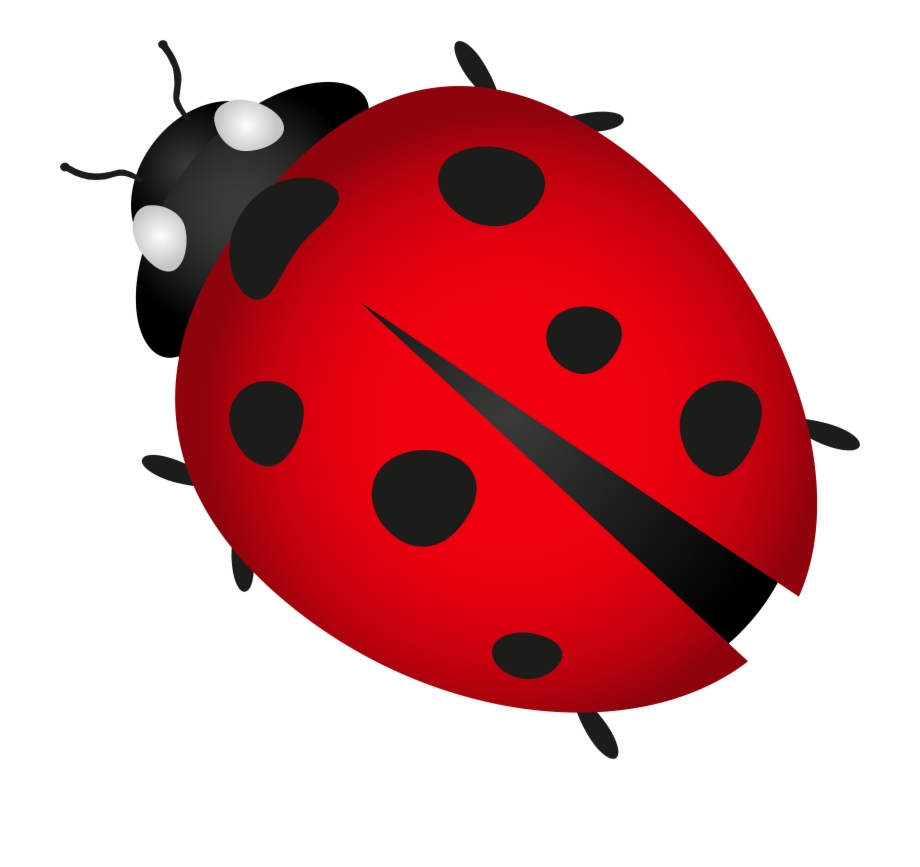 Png Freeuse Download Bug Clipart Free Transparent Ladybug