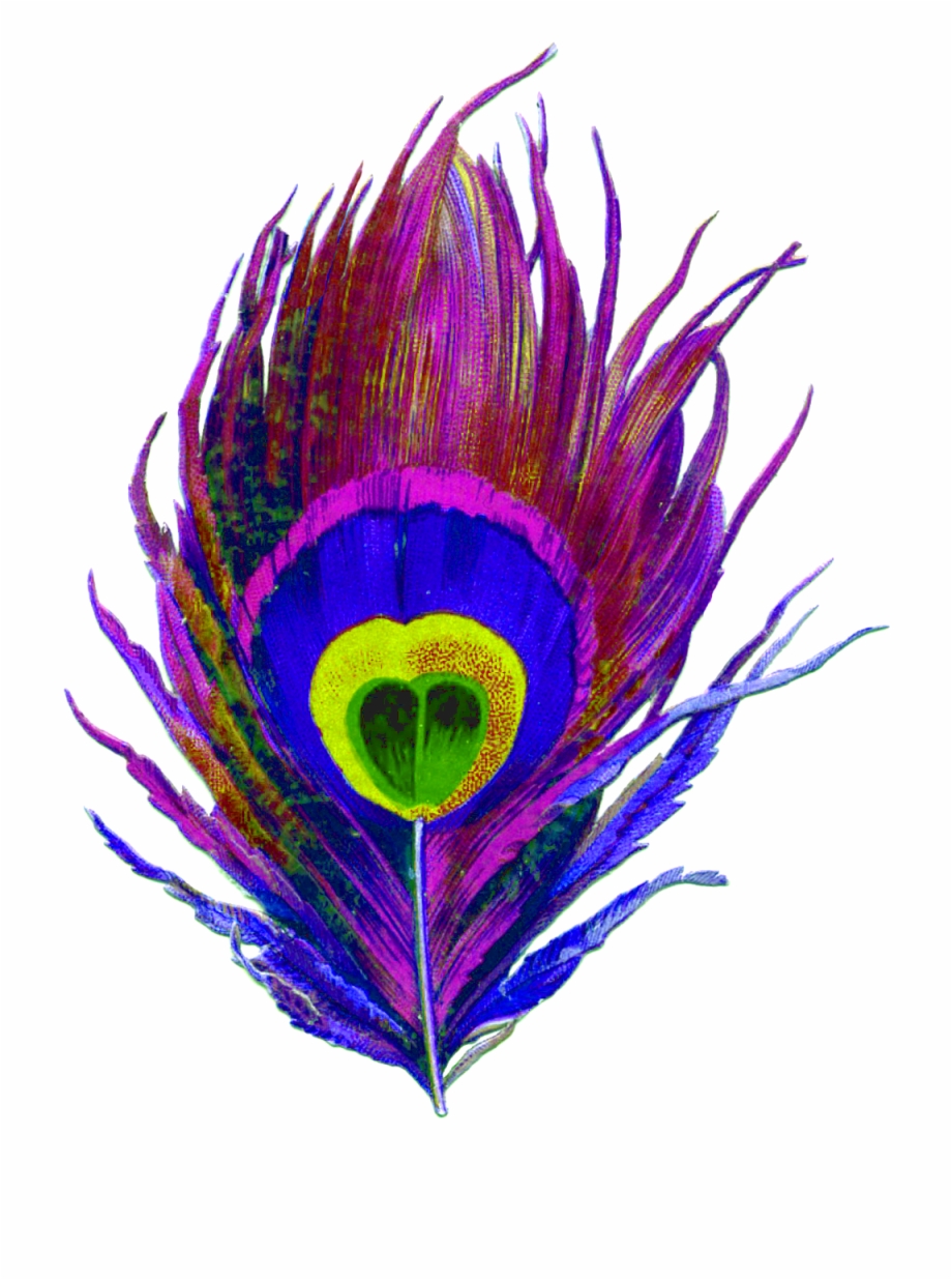 Purple Peacock Bird Feather Colorful Eye Designs Peacock