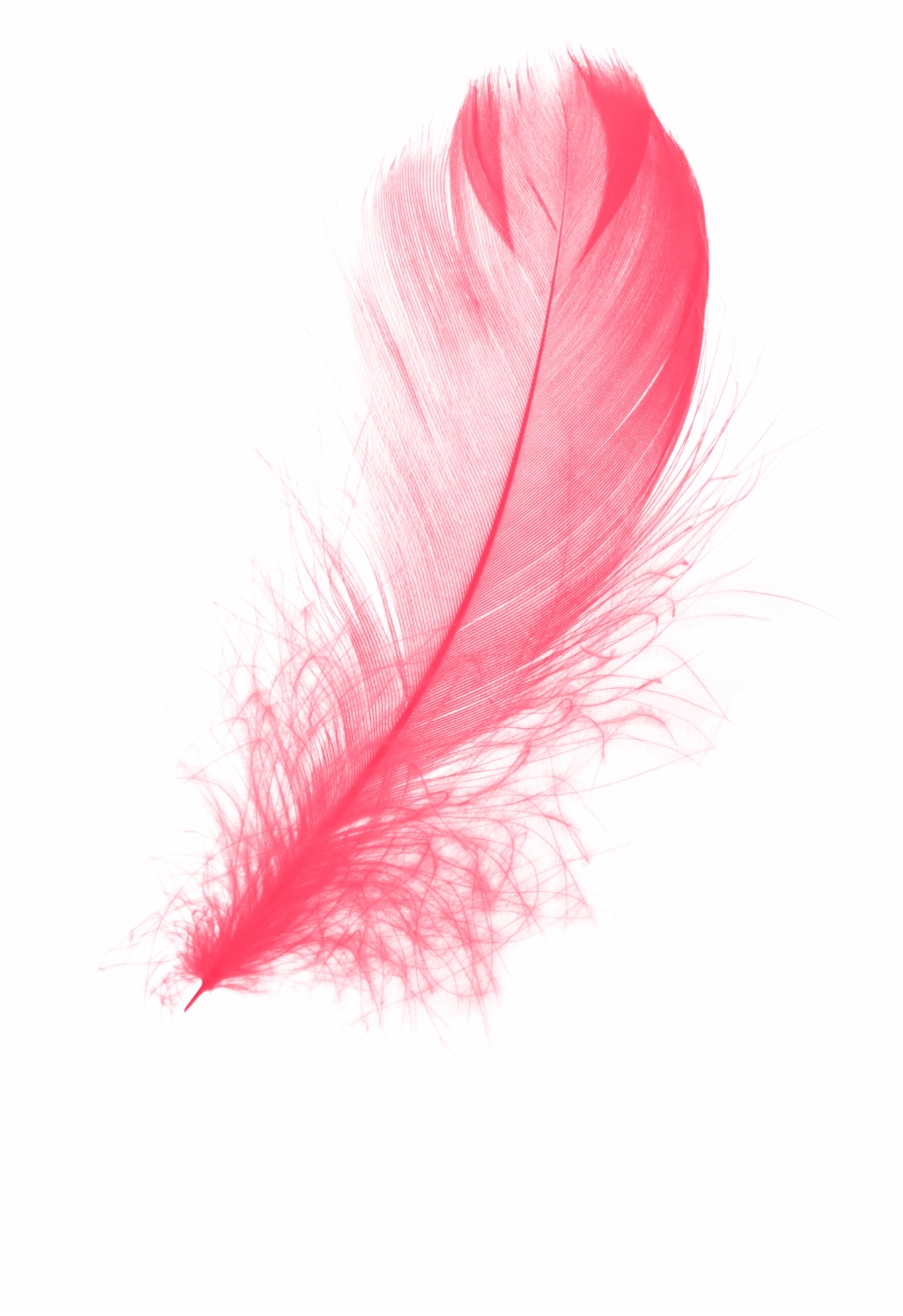 Red Feather Png Feather Png