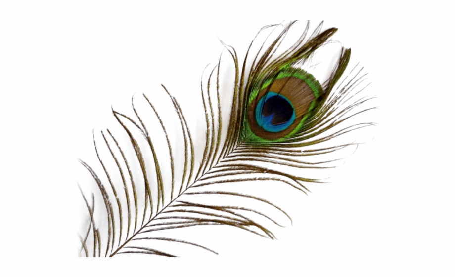 Peacock Feather Png Transparent Images Peacock Feather Png