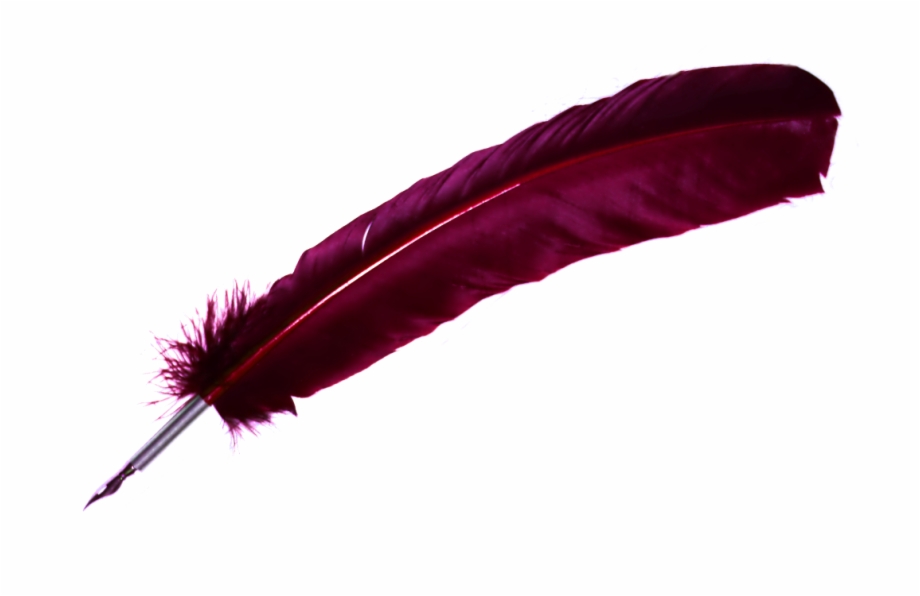 feather quill transparent background
