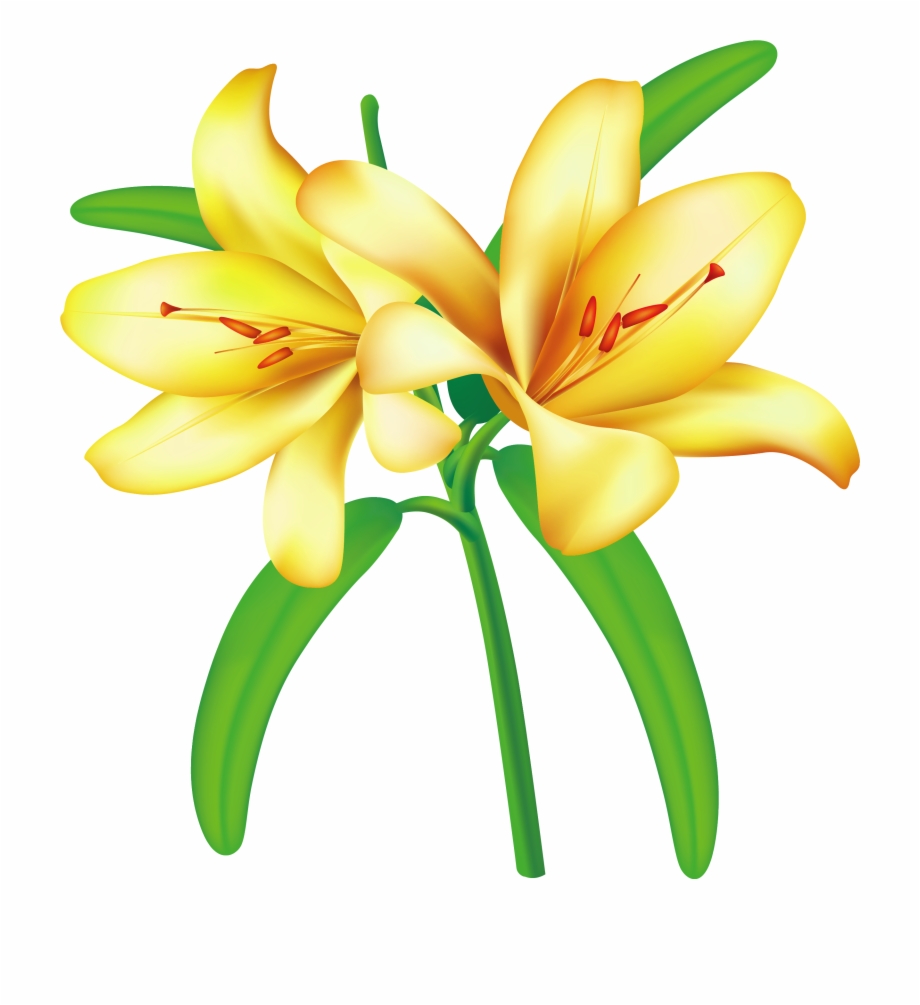 Clip Art Yellow Flower Flowers Png Lilium Lily
