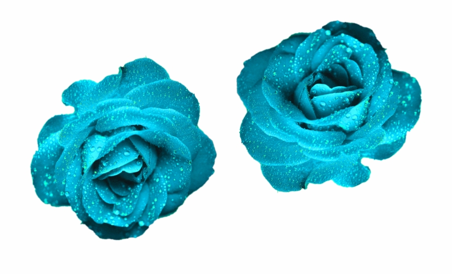Glowing Blue Roses Blue Color Roses Png Png