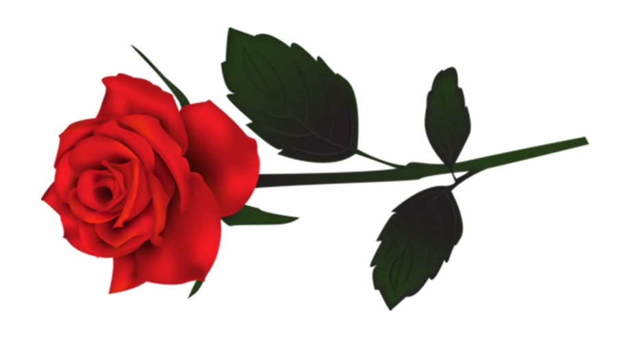 Rose Png Transparent Single Red Rose
