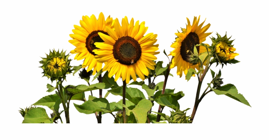Sunflower Flower Free Png Transparent Images Free Download