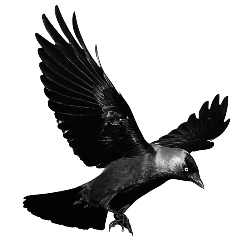 Raven Flying Png