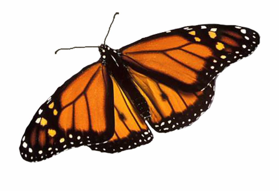 png format monarch butterfly transparent background
