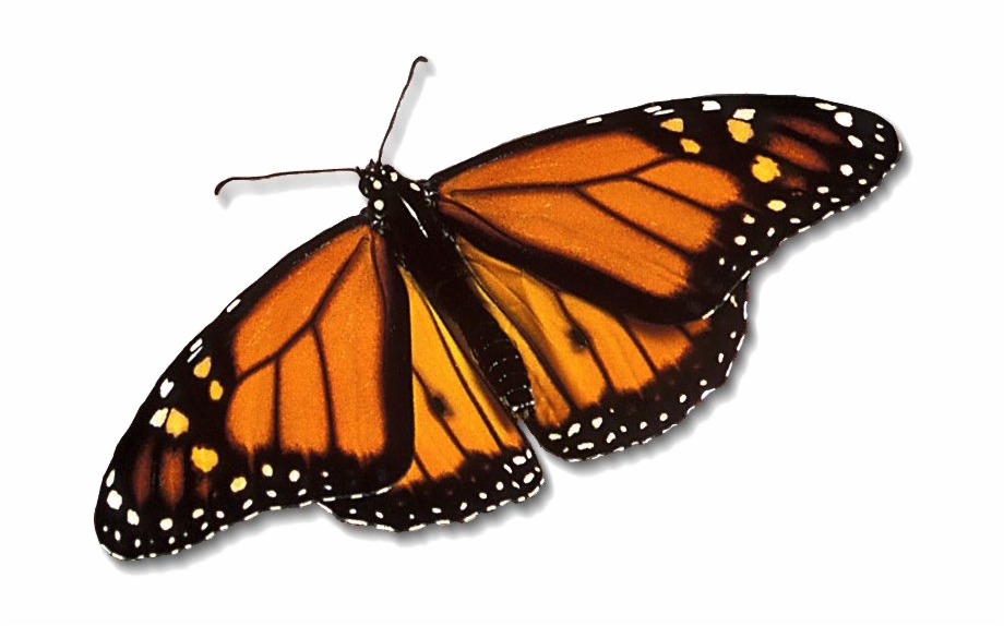 Monarch Butterfly Png Free Download Butterfly Wings And