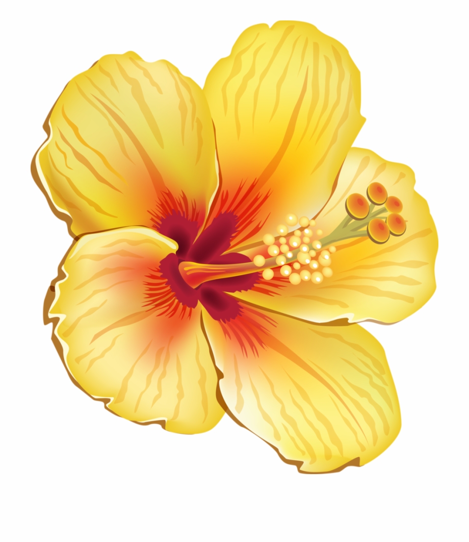 Free Tropical Flower Png Download Free Clip Art Free Clip Art On Clipart Library