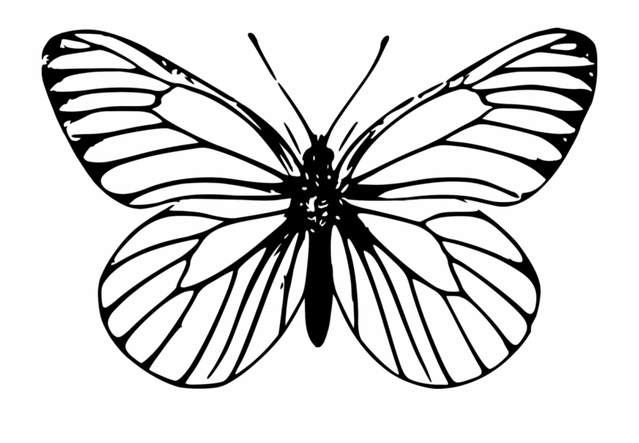 Monarch Butterfly Outline Drawing Template Butterfly Png Clipart