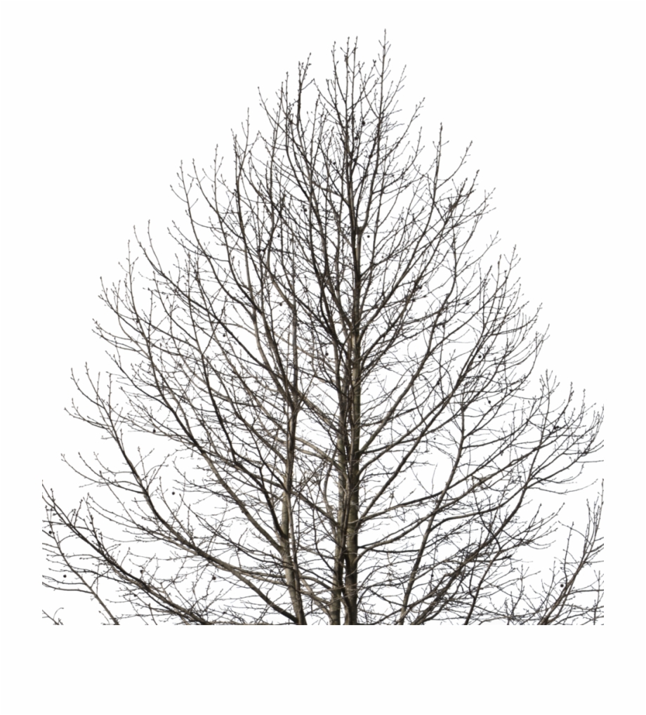 Deciduous Tree Winter I Cut Out Tree Winter