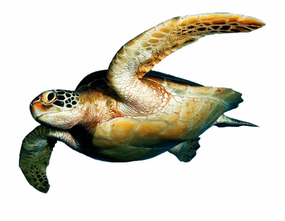 Download Turtle Png Transparent Images Transparent Tortugas Hd