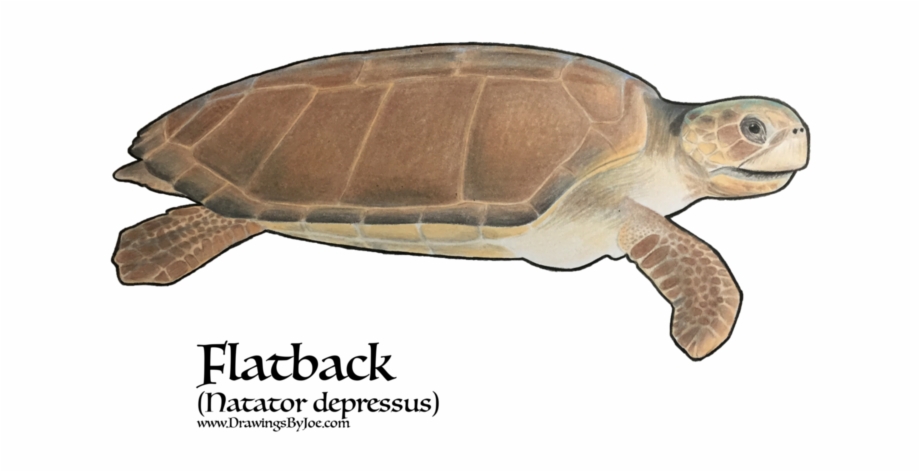 Amphibian Drawing Sea Turtle Kemps Ridley Sea Turtle