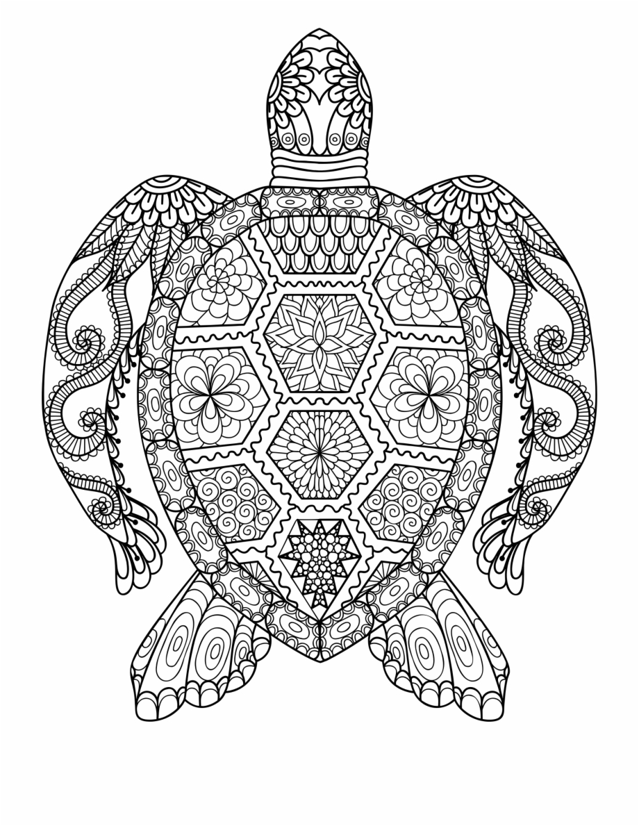 Drawn Sea Turtle Symmetrical Adult Colouring Pages Animals