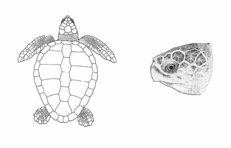 loggerhead sea turtle shape
