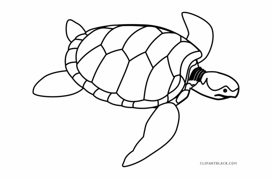 Black White Collection And Sea Turtle Line Drawing