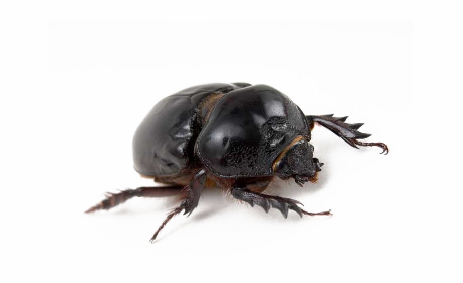 Black Beetle Transparent Png Dung Beetle