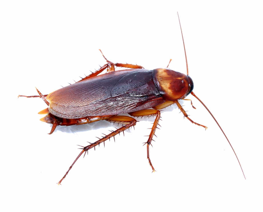 How Can Quack Pest Control Help You Cockroach