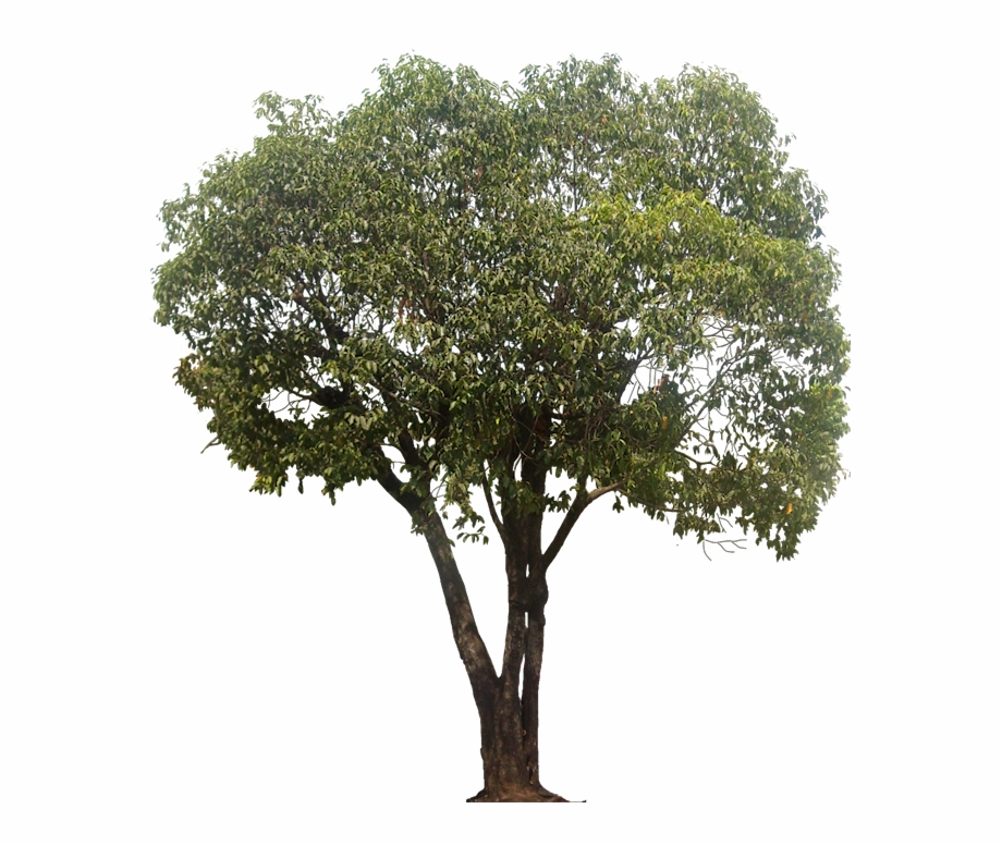 Mimusops Elengi Pinus Pinea Tree Png