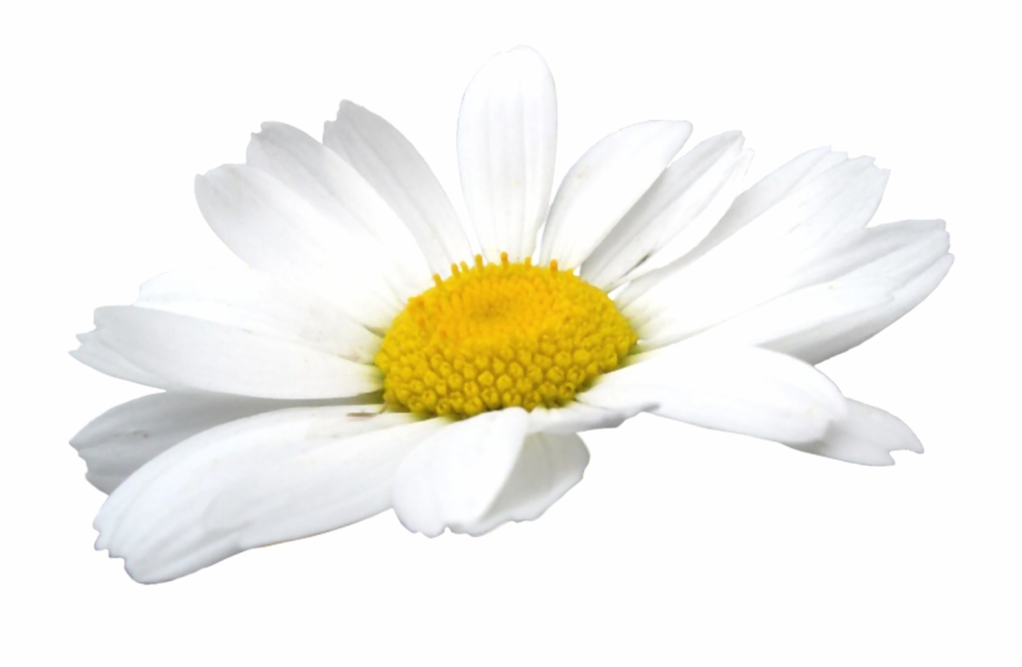 Camomile Flowers Png Chamomile Flower Png