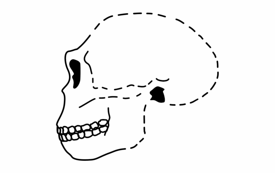 Antecessor Skull Portable Network Graphics