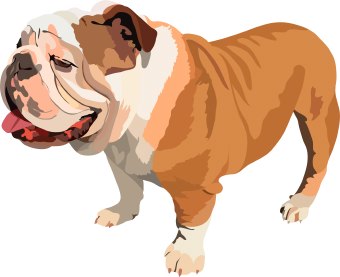 Bulldog dog clip art