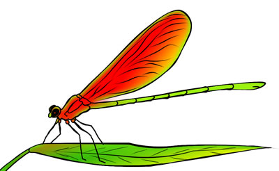 Free dragonfly clip art drawings and colorful images 4