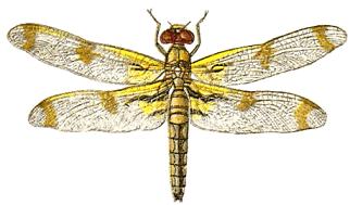 Dragonfly clipart free image 5