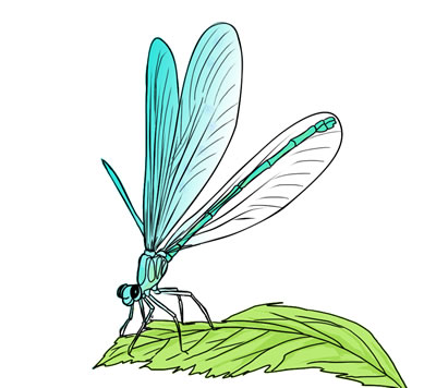 Free dragonfly clip art 5 2