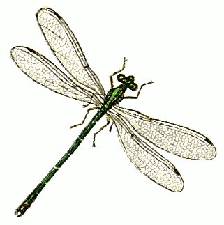 Dragonfly free dragonflies clipart free clipart graphics images and