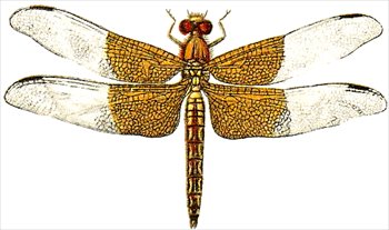 Dragonfly free dragonflies clipart free clipart graphics images and 2