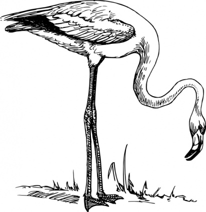 Flamingo bird clip art vector flamingo bird graphics