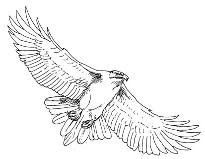 Hawk clipart 5 image